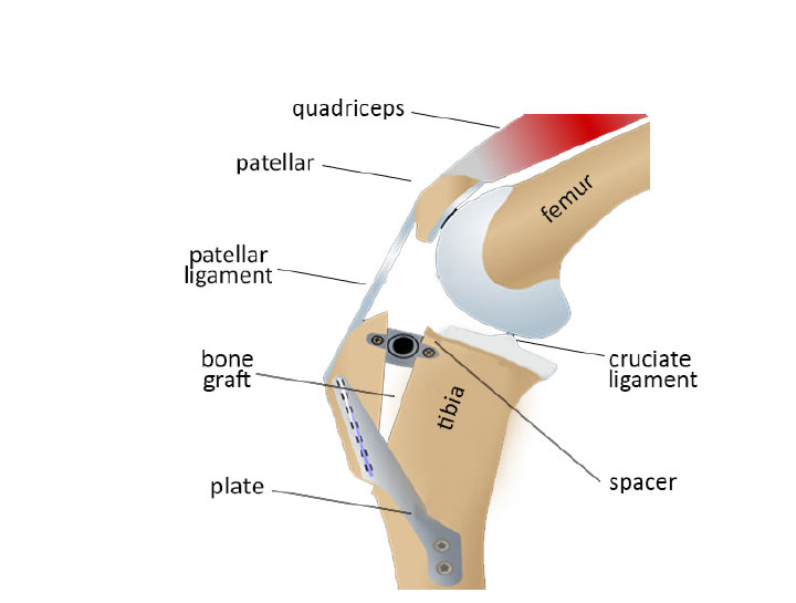 Dog's CCL - knee repair